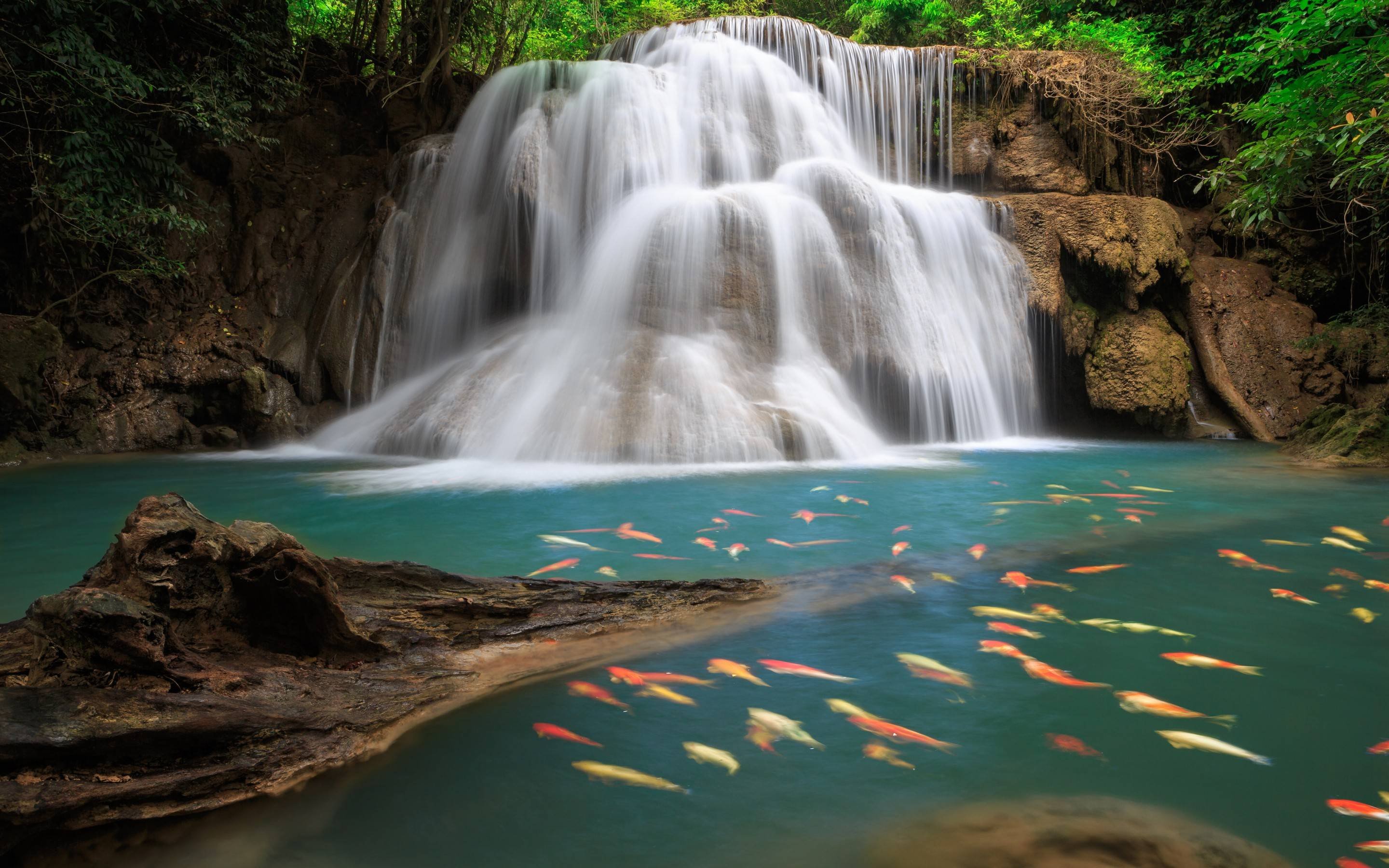 waterfall koi pond